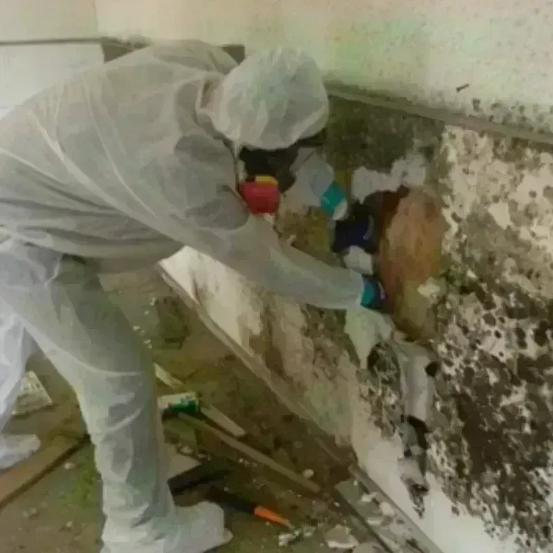 Mold Remediation and Removal in Wrightsville, PA